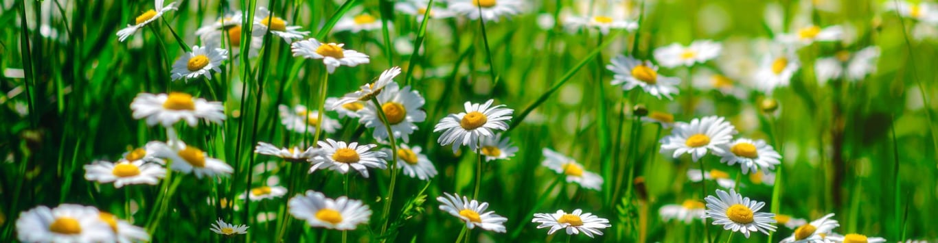 Description of the image